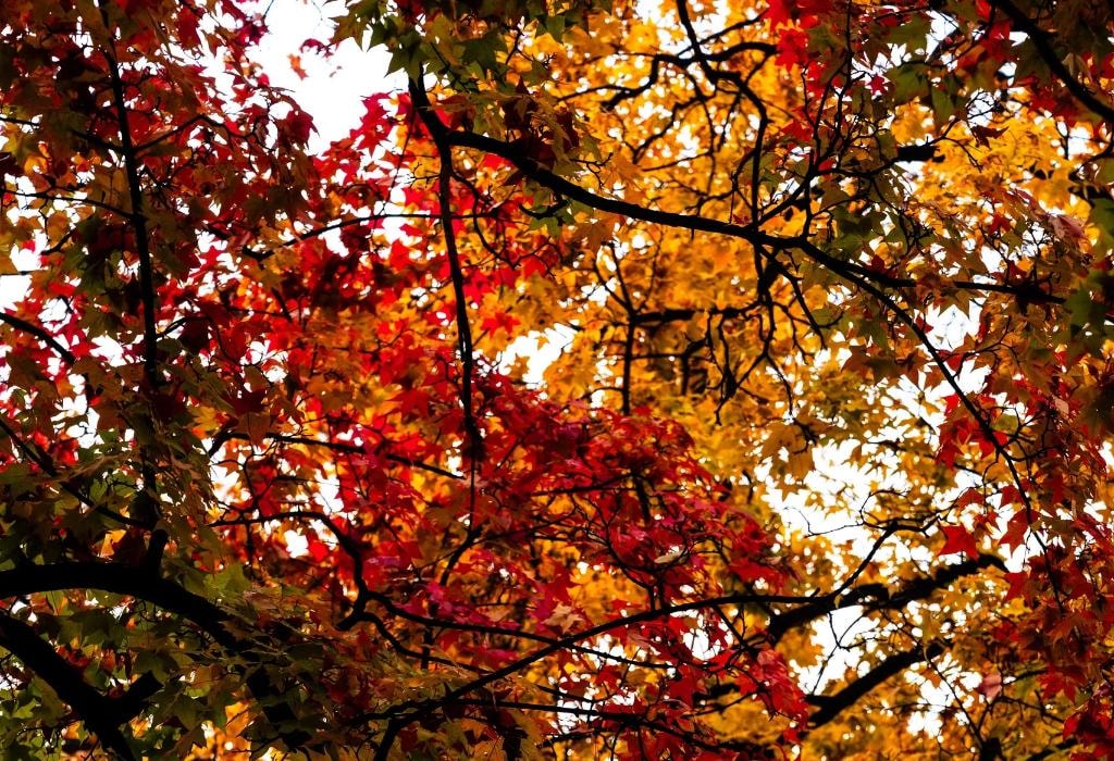 L'automne : la saison idéale pour prévenir les blessures